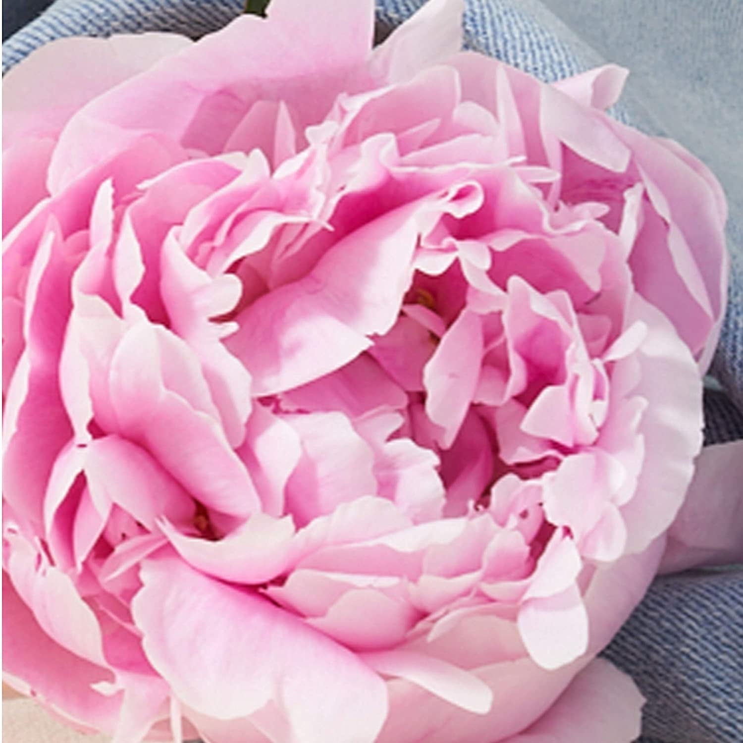 You Women'S Perfume Fragrance, Eau De Toilette Spray, Day or Night with Fresh Flower Citrus Scent, 3.4 Fl Oz